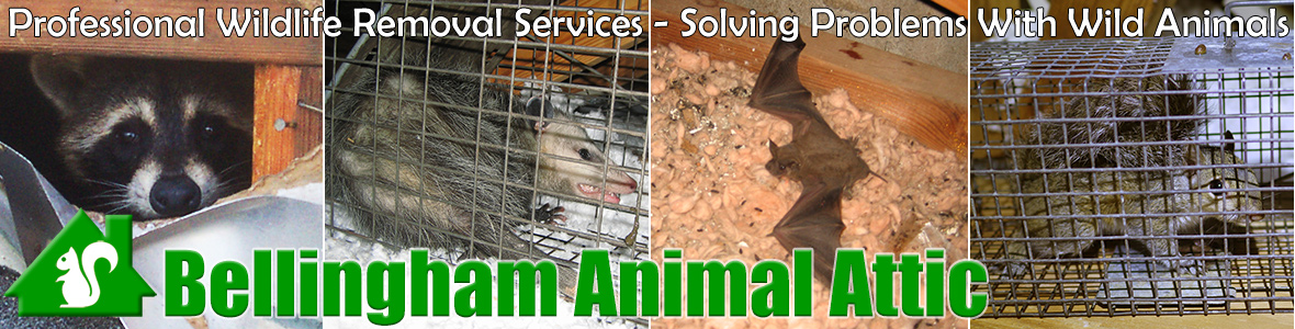 Everson Animal Attic